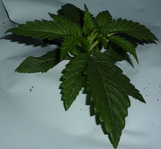 P1000986
