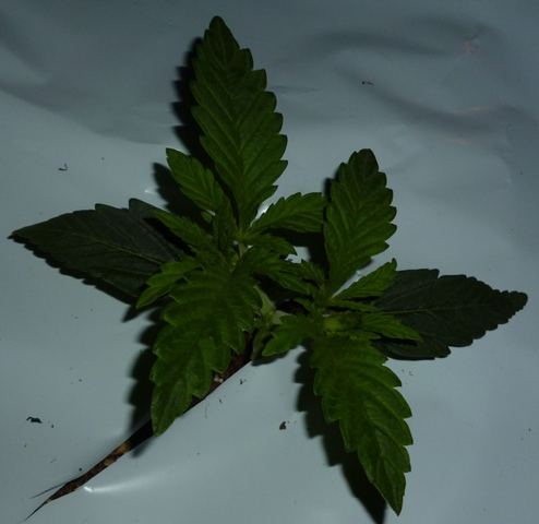 P1000988