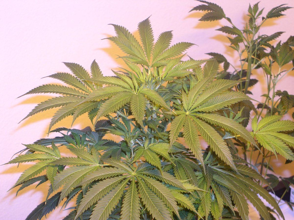 P1010003