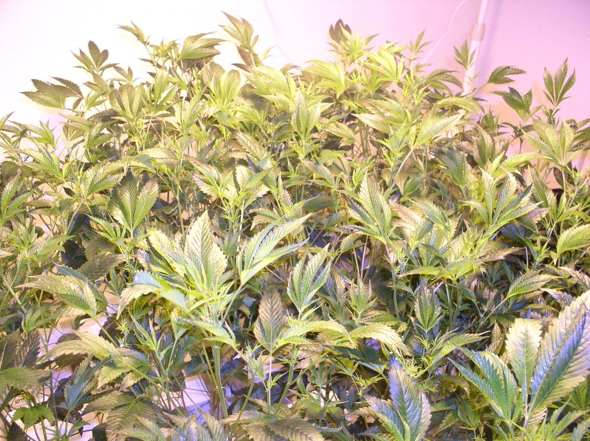 P1010004