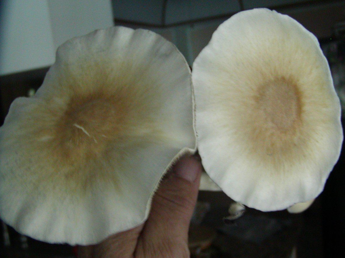 P1010010