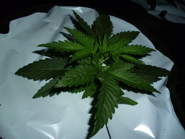 P1010021