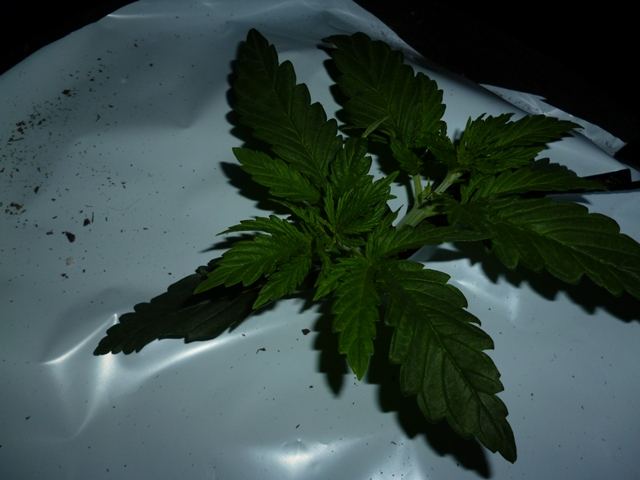 P1010023