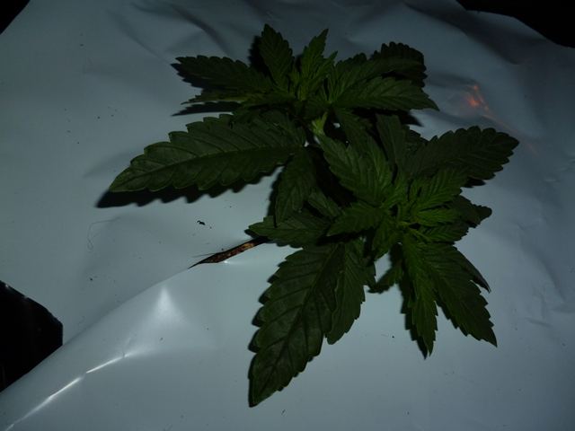 P1010024
