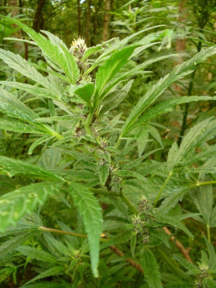 P1010985