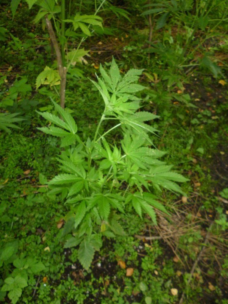 P1020033