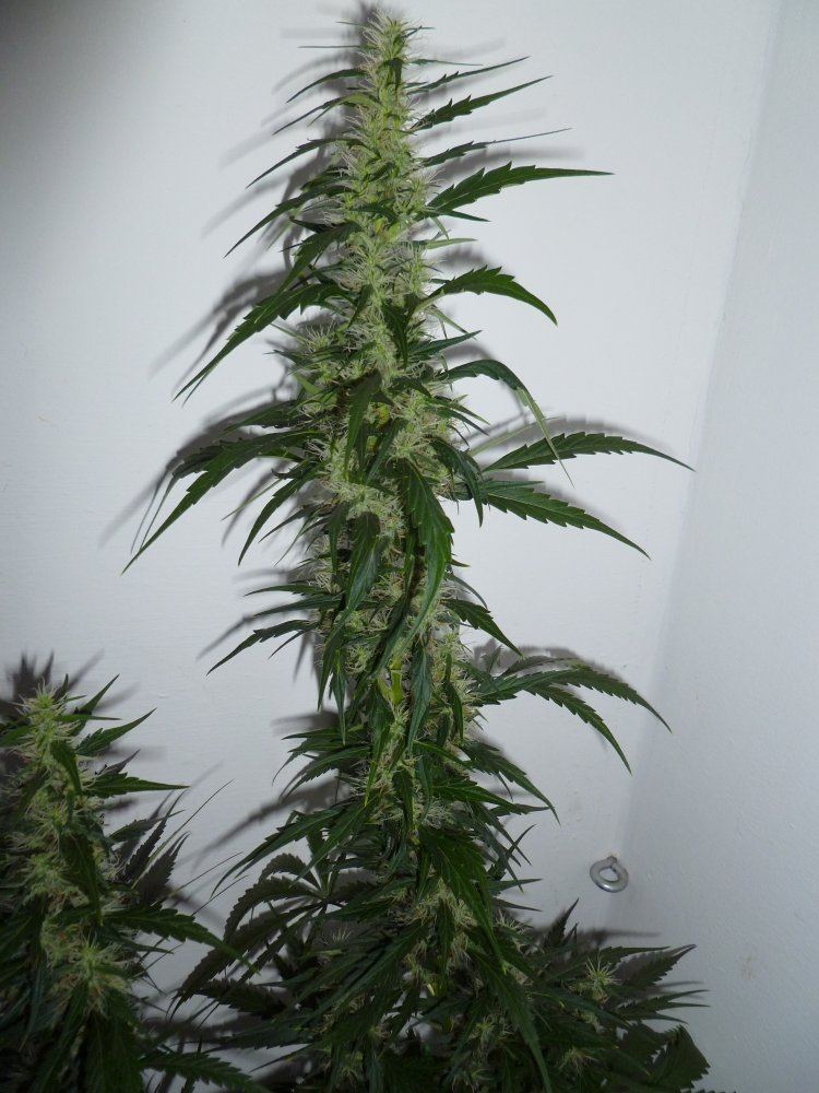 P1020036