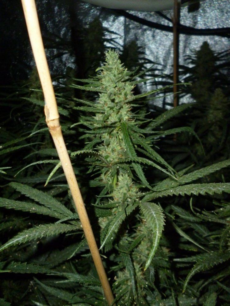 P1020135