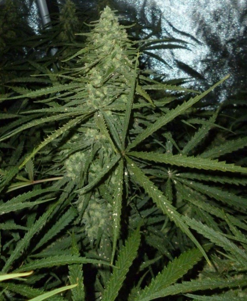 P1020180