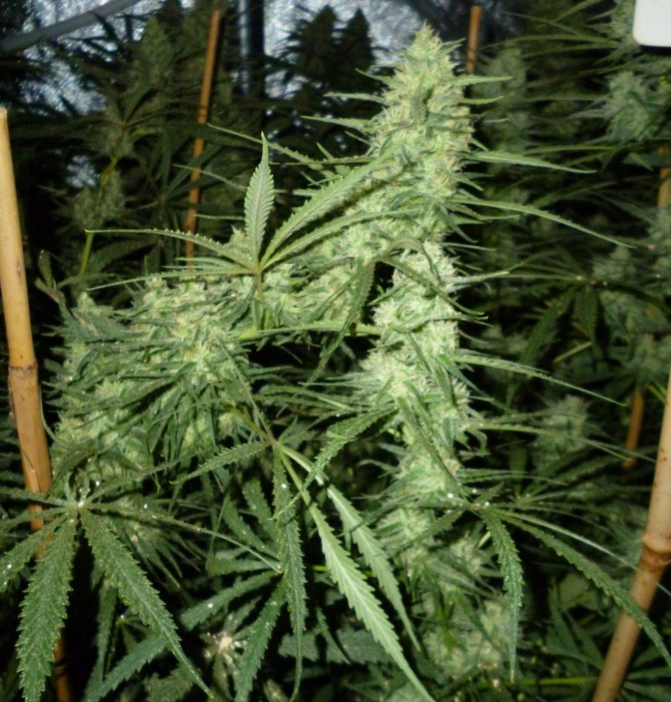 P1020181
