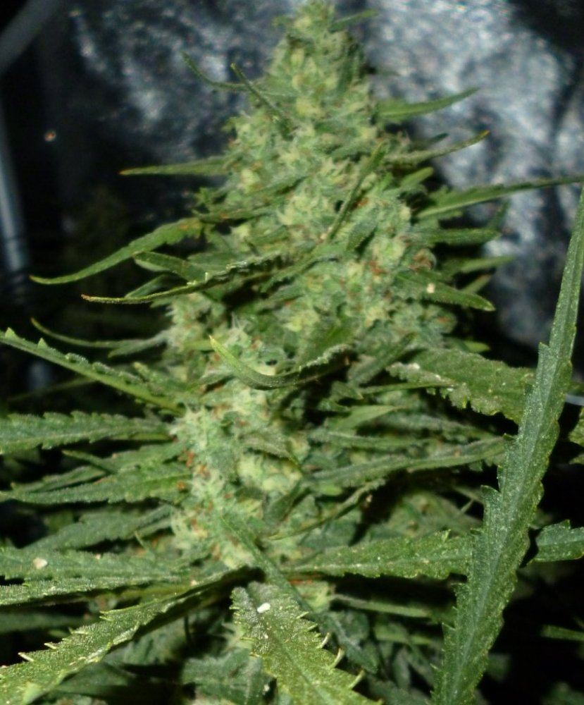 P1020183