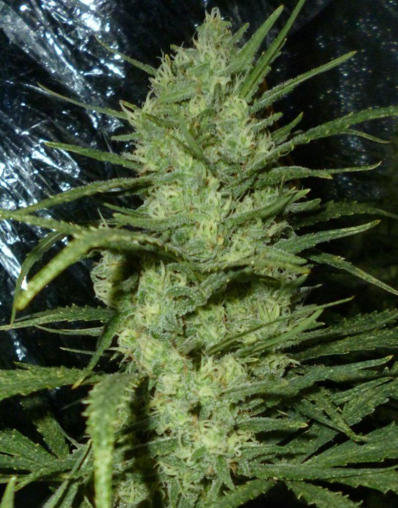 P1020184