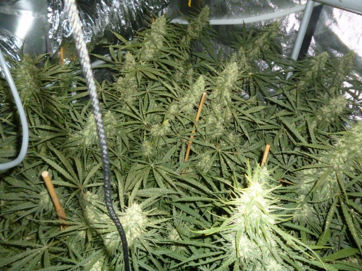 P1020185