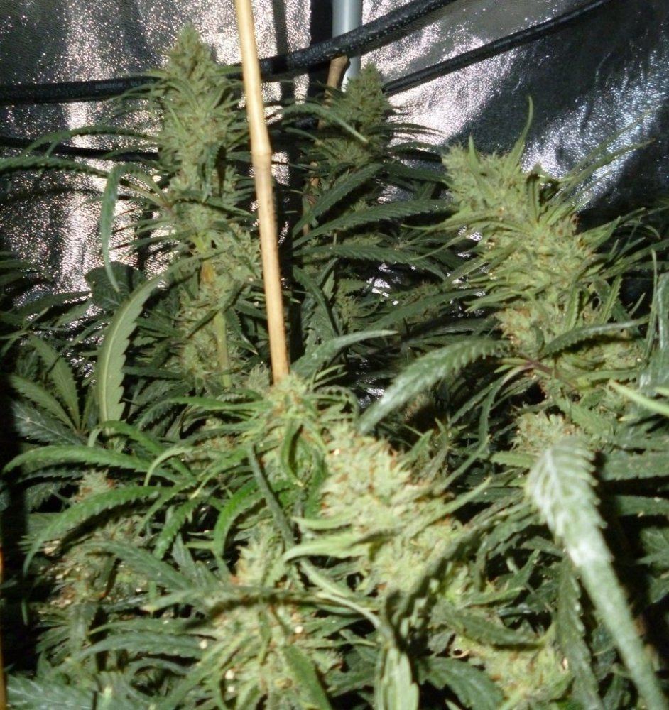 P1020193