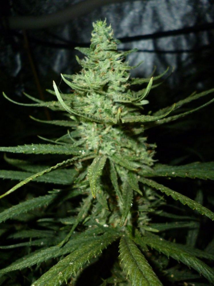P1020195