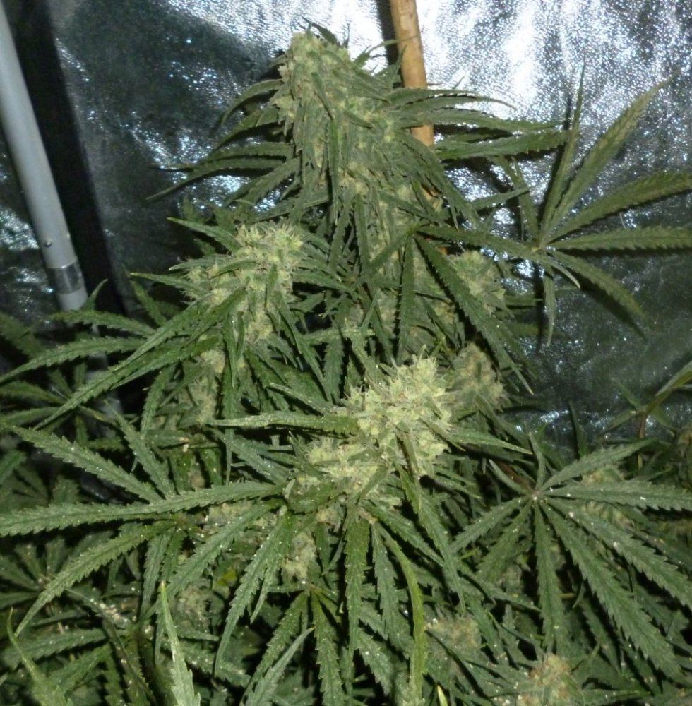 P1020202
