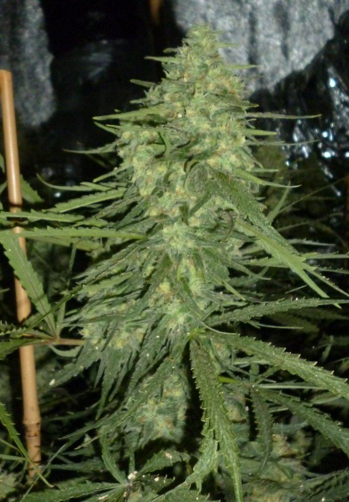P1020206