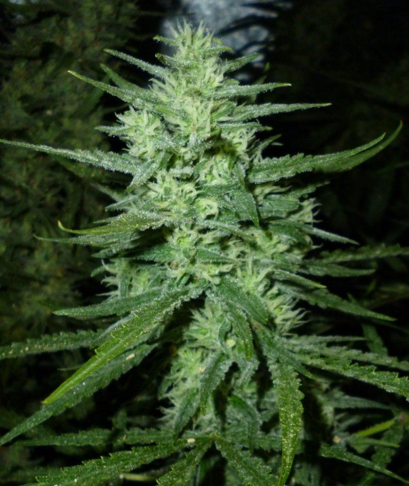P1020207