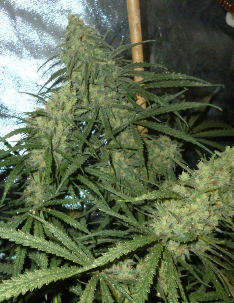 P1020237