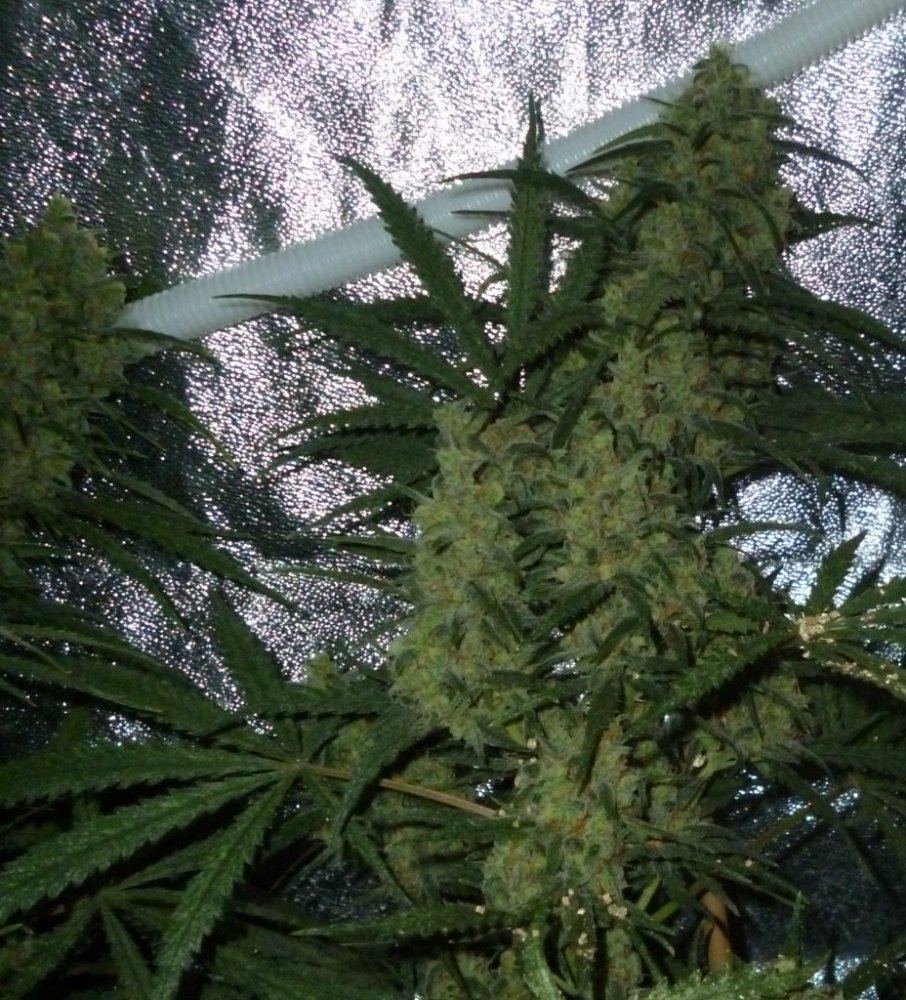 P1020259