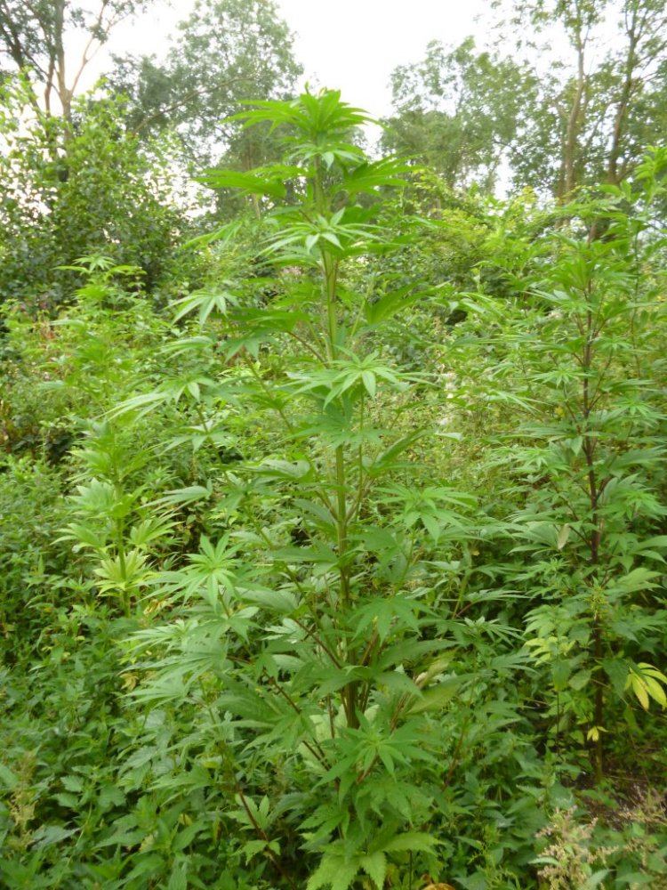 P1020291