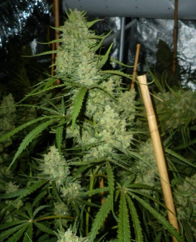 P1020306