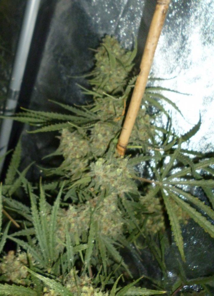 P1020354