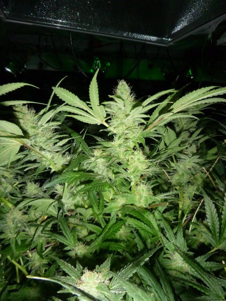 P1020384