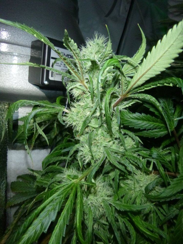 P1020513