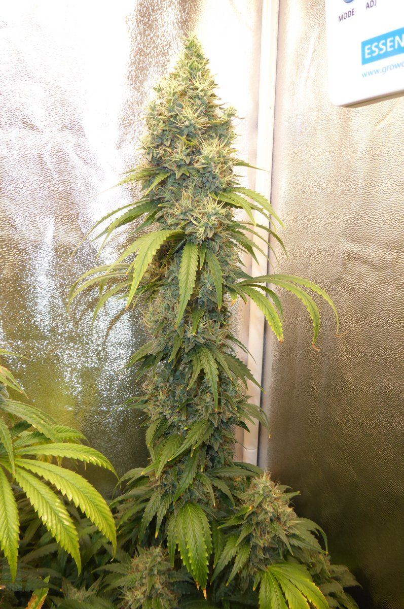 P1050021
