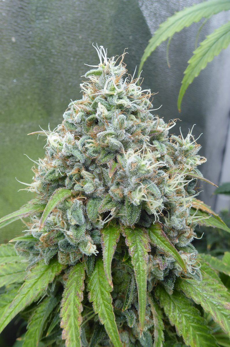 P1050028