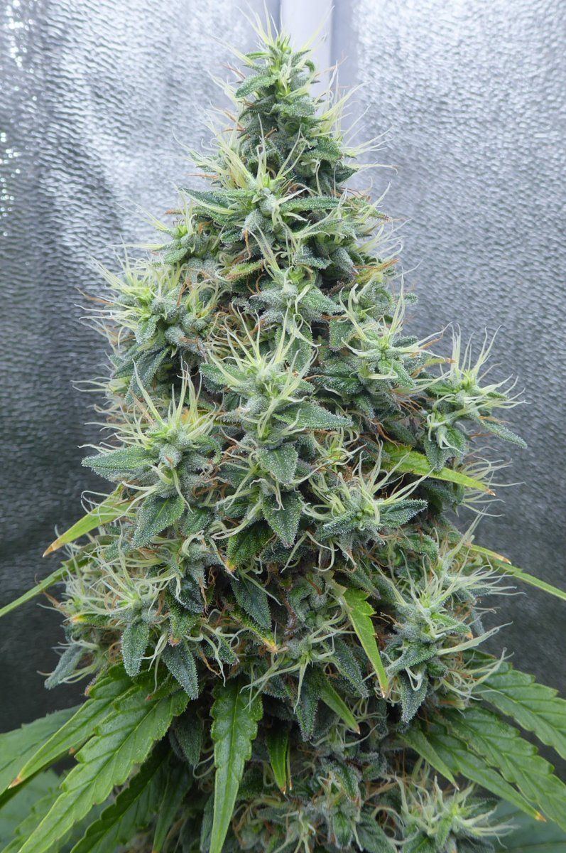 P1050029