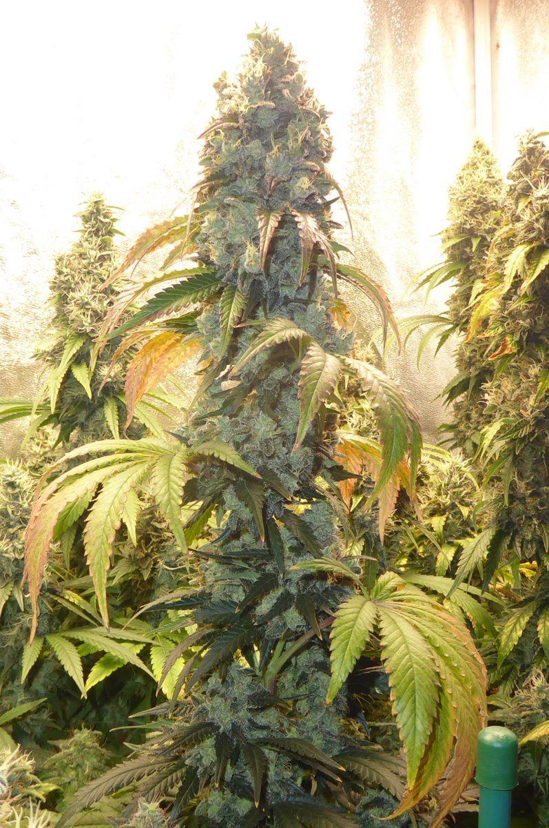 P1050030