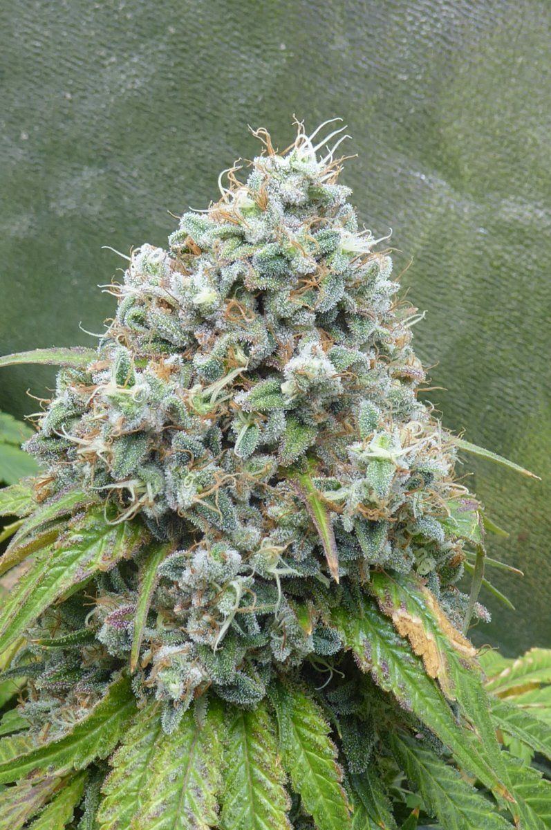 P1050074