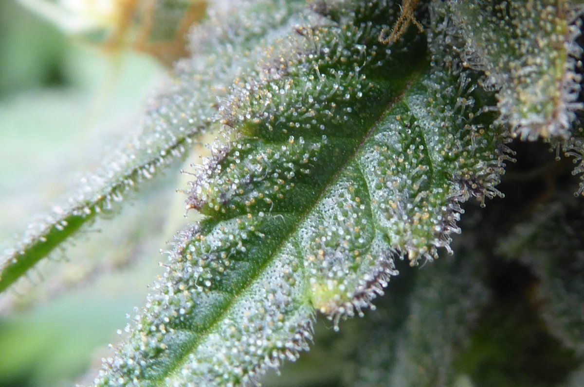 P1050215