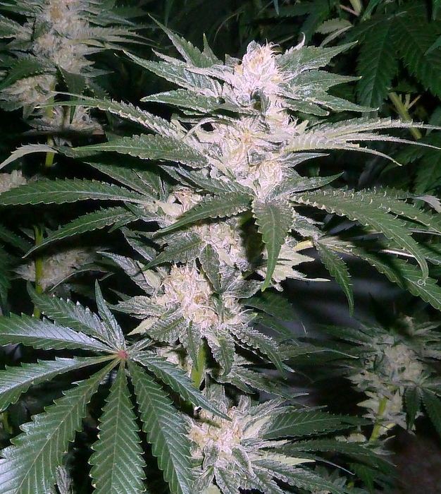 Corleone Kush Thcfarmer Cannabis Cultivation Network