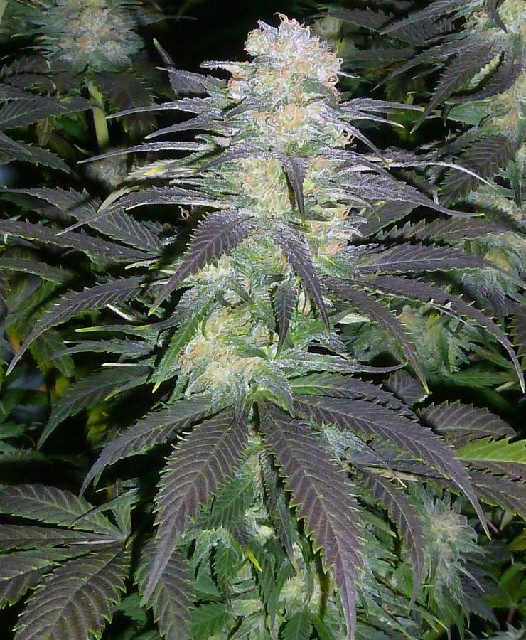 P1050789
