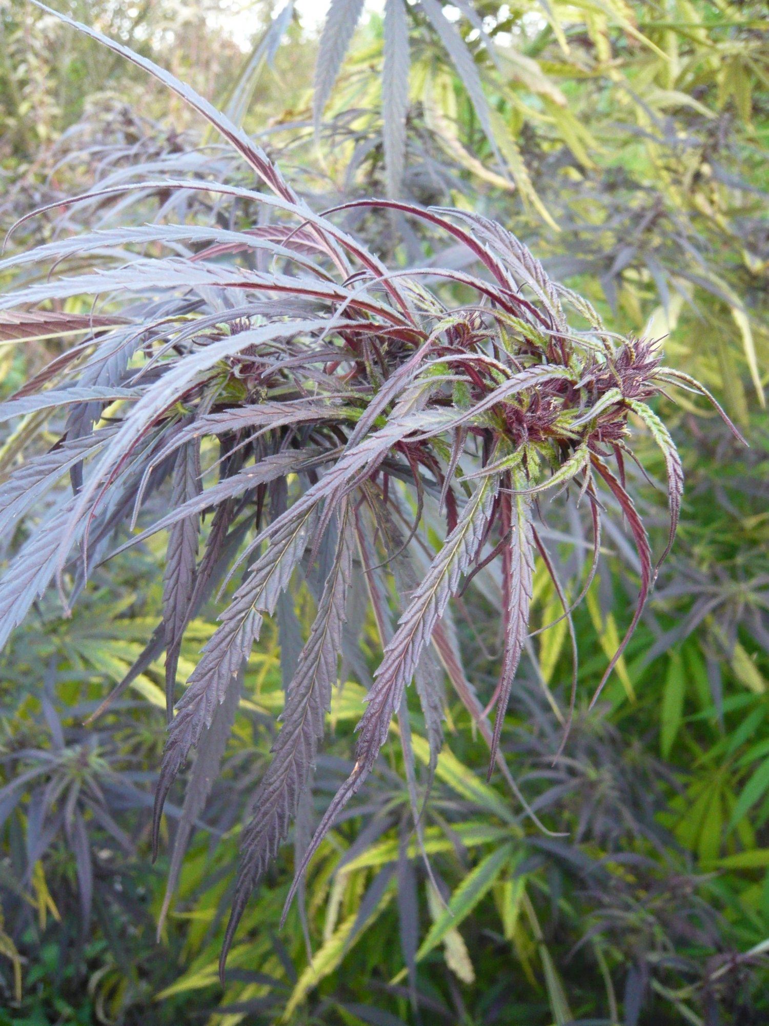 P1050884
