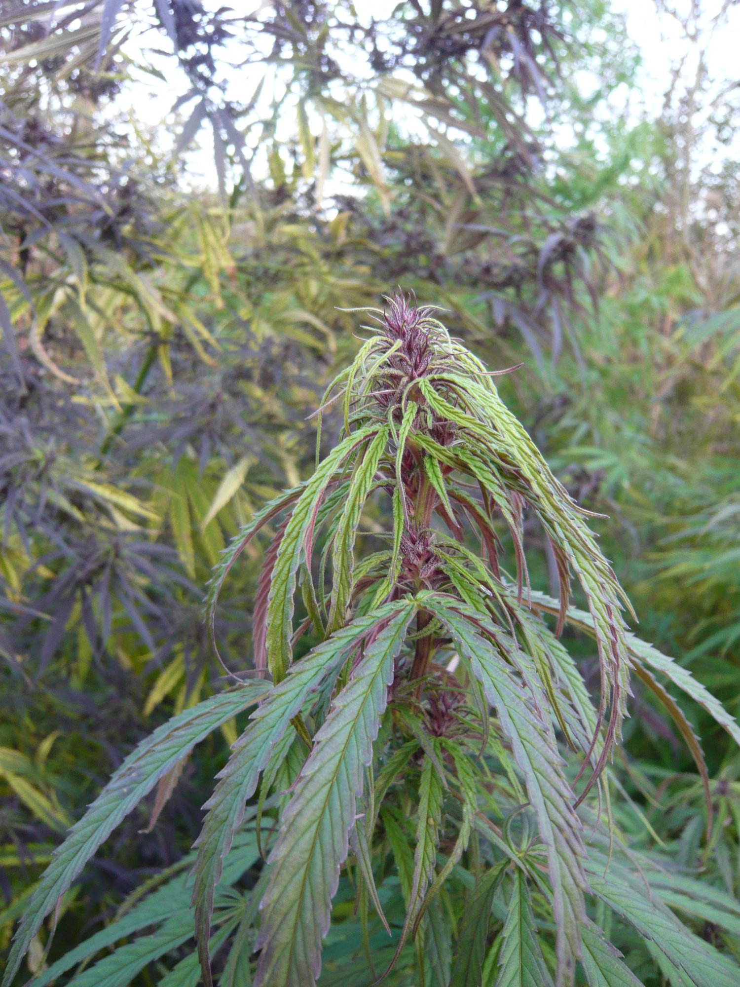 P1050892