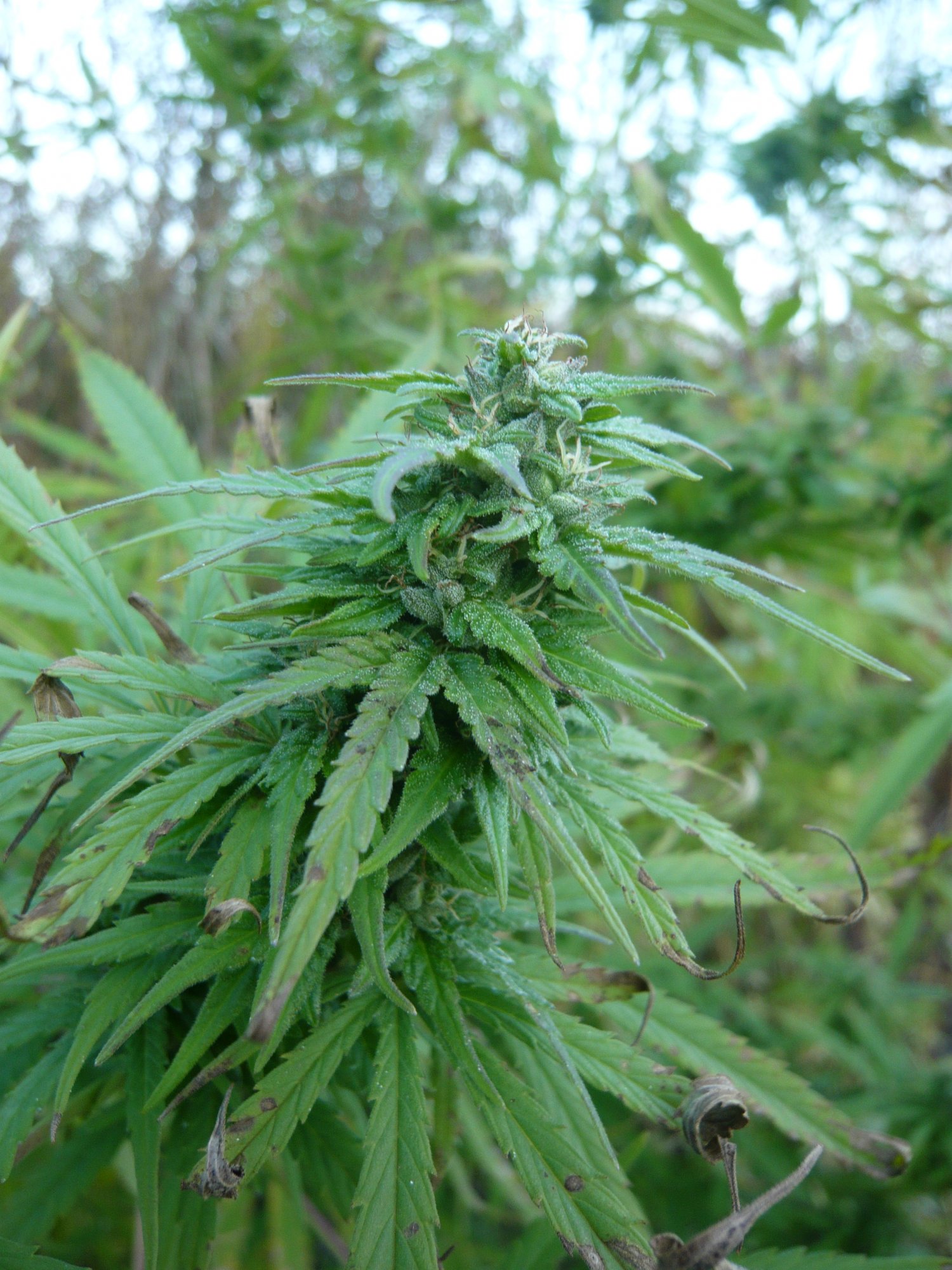 P1050911