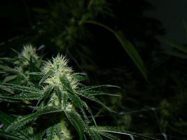 P1050958