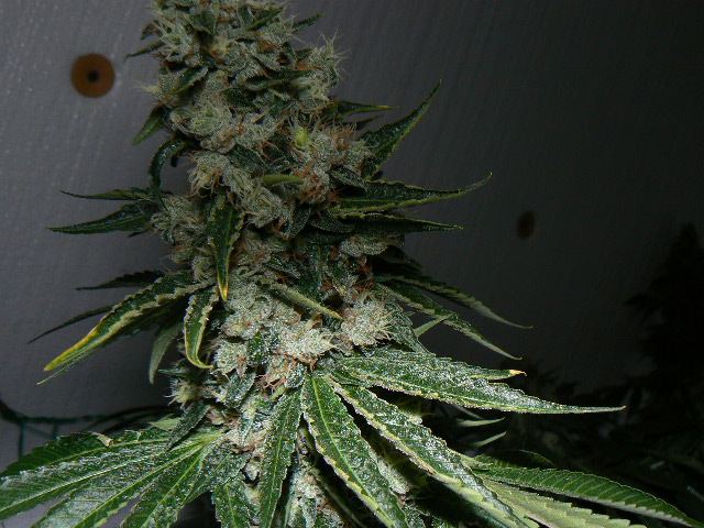 P1060004