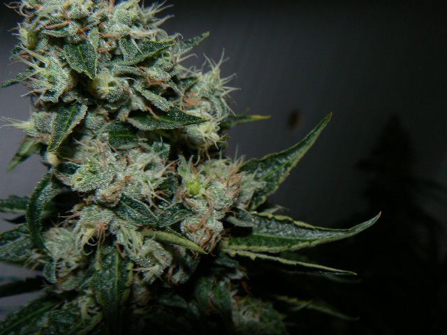 P1060006