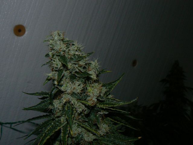 P1060008