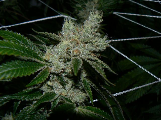 P1060013