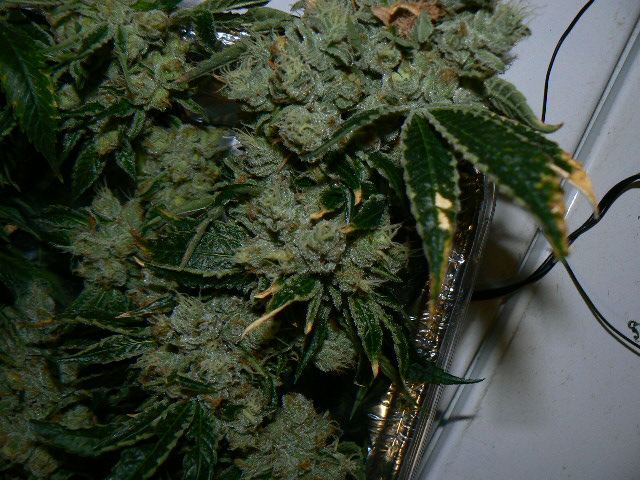 P1060019