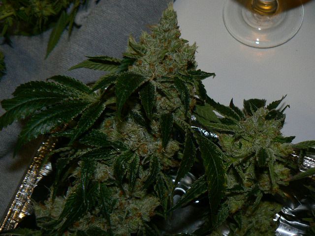 P1060020