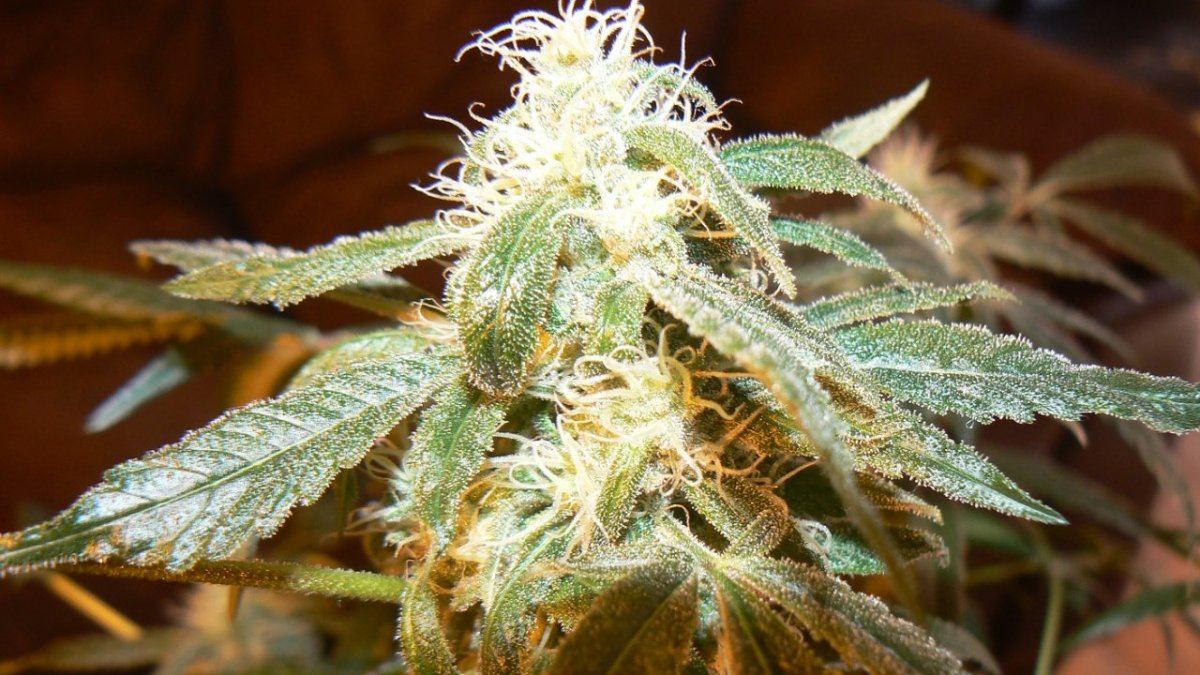 P1060031