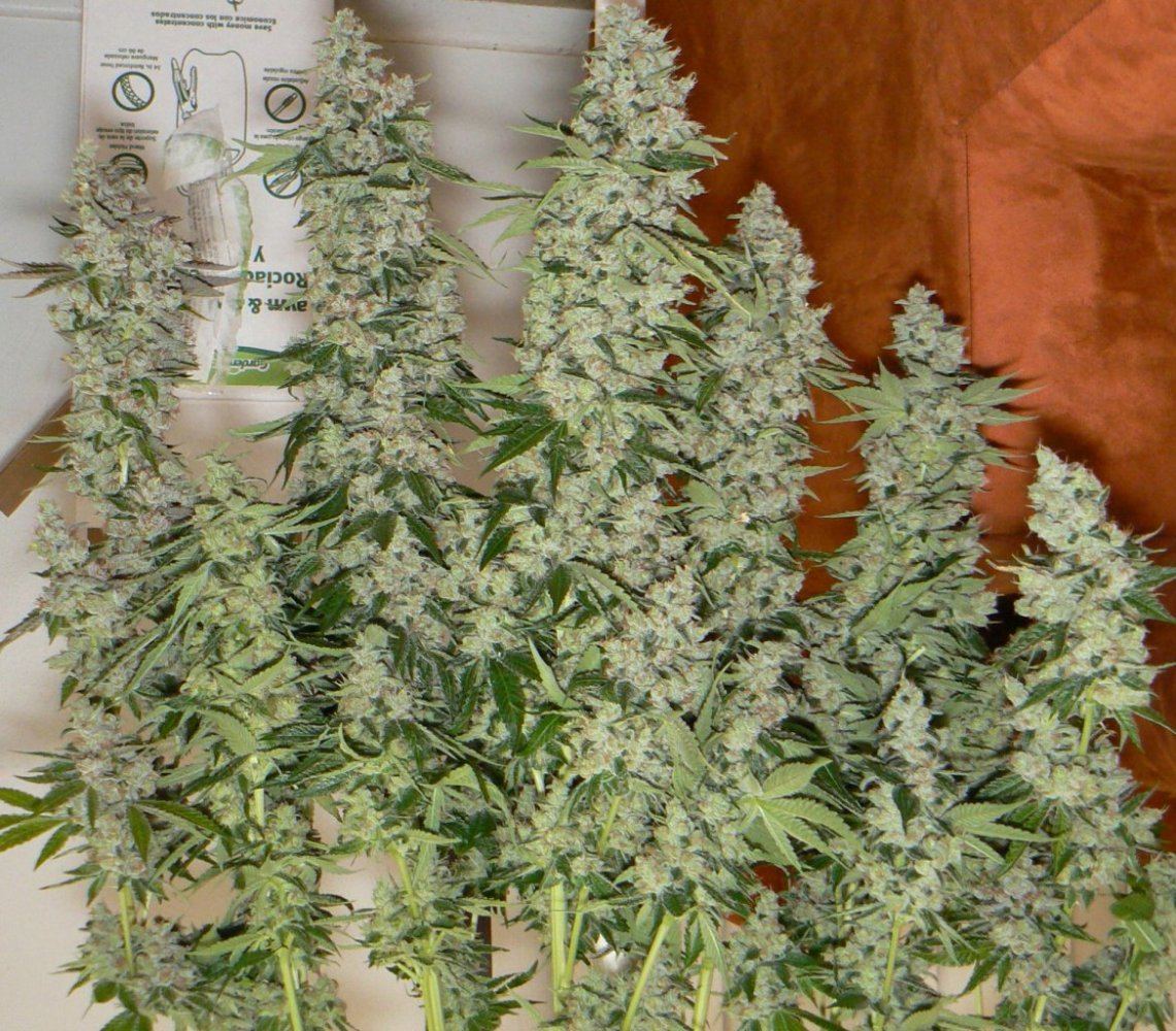 P1060034
