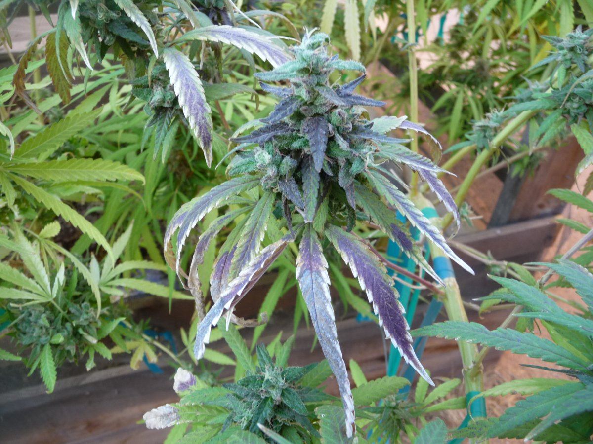 P1060047